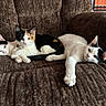Calypso joined the competition — help win amazing prizes! cats, kittens, tricolor_cat, black_and_white_cat, white_cat, animals, pets, feline, couch, sofa, indoor, home, lounging, lying_down, relaxed, sleepy, paw, whiskers, ears, portrait