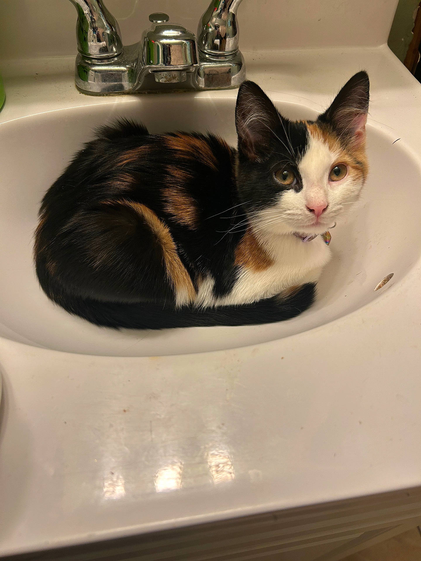 Calypso