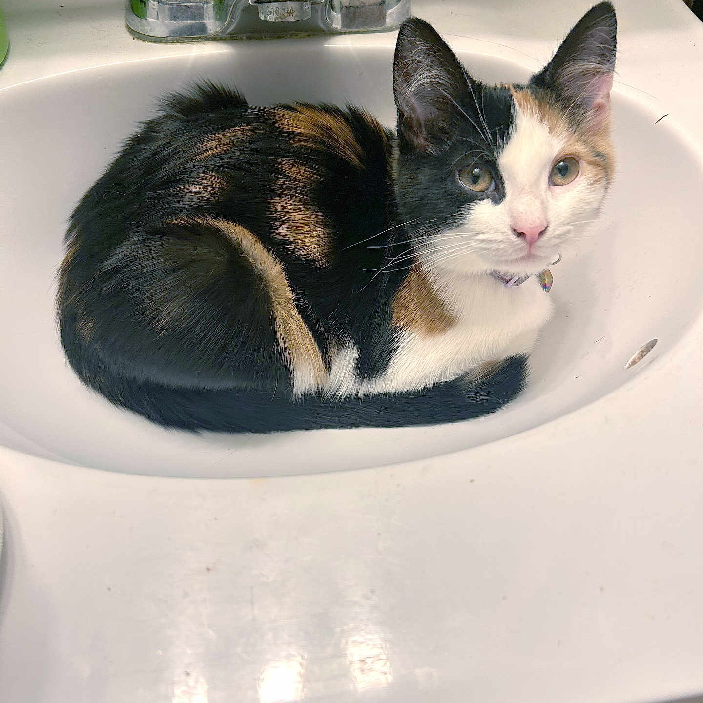 Calypso
