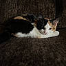 cat, calico_cat, pet, feline, sleeping, lounging, lying_down, couch, sofa, indoor, close_up, animal, fur, whiskers, ears, eyes, paws, relaxed, cozy, portrait