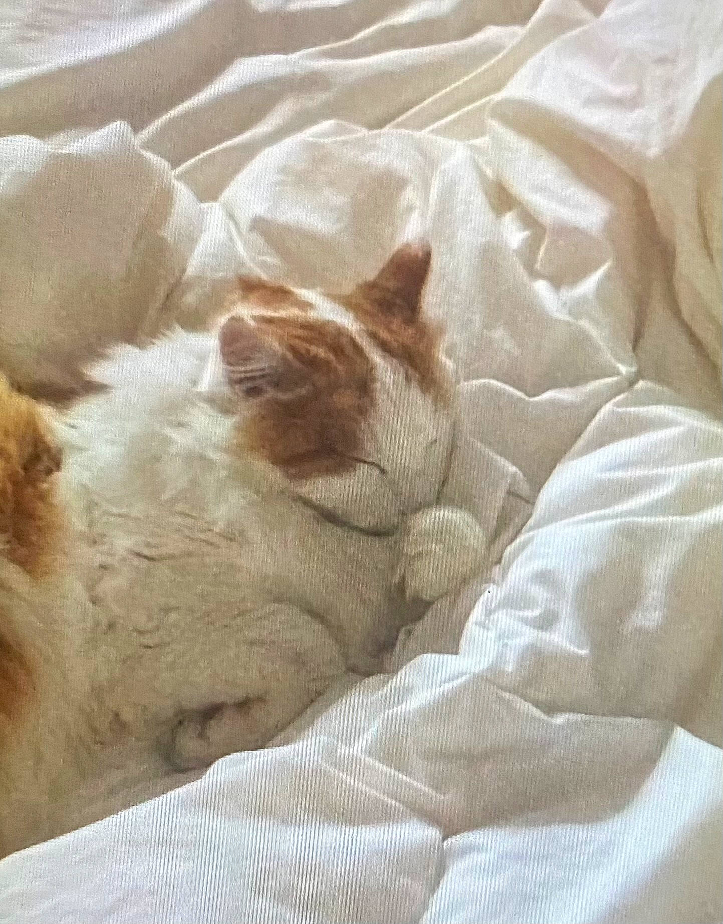 Roucette a rejoint le concours — aidez-le/la à gagner de superbes lots ! bedding, brown, carnivore, cat, claw, comfort, companion_dog, domestic_short_haired_cat, duvet, fawn, felidae, fur, linens, nap, paw, small_to_medium_sized_cats, tail, terrestrial_animal, textile, whiskers