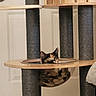 Phoebe joined the competition — help win amazing prizes! cat, calico_cat, pet, animal, cat_tree, scratching_post, hammock, transparent_hammock, wood, wooden_platform, indoors, home, furniture, peeking, sitting, resting, whiskers, ears, green_eyes, portrait
