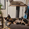 Phoebe is registered to the contest to win money with this photo: cats, cat_tree, calico_cat, tabby_cat, sleeping, lounging, indoor, pets, feline, animal, whiskers, ears, fur, scratching_post, pet_bed, hanging_toy, door, houseplant, home_decor, cozy