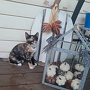 Phoebe is registered to the contest to win money with this photo: cat, calico_cat, kitten, animal, pet, sitting, portrait, outdoor, porch, autumn, fall_decor, pumpkins, dried_flowers, dragonfly_decoration, rustic, farmhouse, wooden_deck, chair, blue_bucket, home_decor