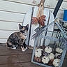 cat, calico_cat, kitten, animal, pet, sitting, portrait, outdoor, porch, autumn, fall_decor, pumpkins, dried_flowers, dragonfly_decoration, rustic, farmhouse, wooden_deck, chair, blue_bucket, home_decor