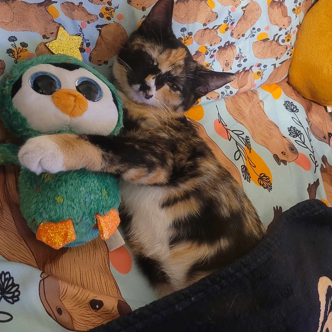Phoebe