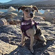 Violette participe au concours pour gagner de l'argent avec cette photo : dog, canine, pet, sitting, outdoors, seaside, coast, rocks, mountains, water, landscape, sunlight, harness, leash, brown_and_white, wire_haired, portrait, animal, nature, adventure