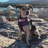 dog, canine, pet, sitting, outdoors, seaside, coast, rocks, mountains, water, landscape, sunlight, harness, leash, brown_and_white, wire_haired, portrait, animal, nature, adventure