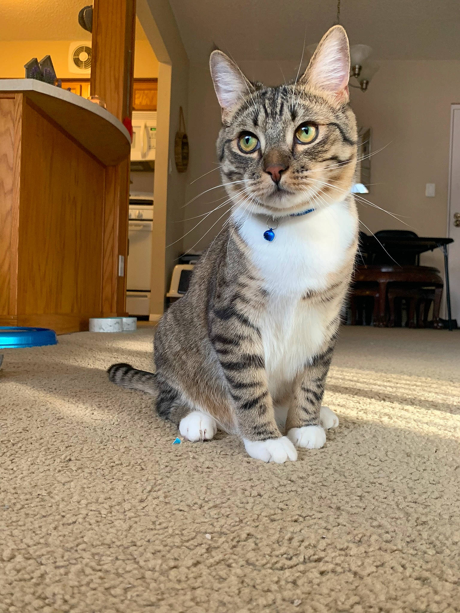 B O O T S joined the competition — help win amazing prizes! cabinetry, carnivore, cat, claw, cupboard, domestic_short_haired_cat, drawer, felidae, flooring, foot, fur, human_leg, leg, paw, sitting, small_to_medium_sized_cats, snout, tail, whiskers, wood