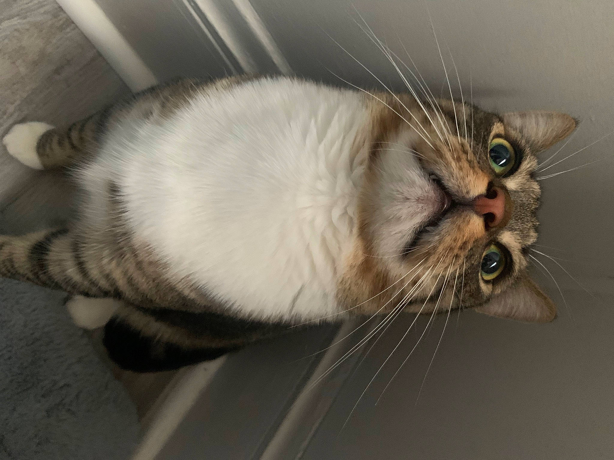 B O O T S is registered to the contest to win money with this photo: carnivore, cat, claw, comfort, domestic_short_haired_cat, felidae, fur, macro_photography, paw, plant, small_to_medium_sized_cats, tail, terrestrial_animal, whiskers, window