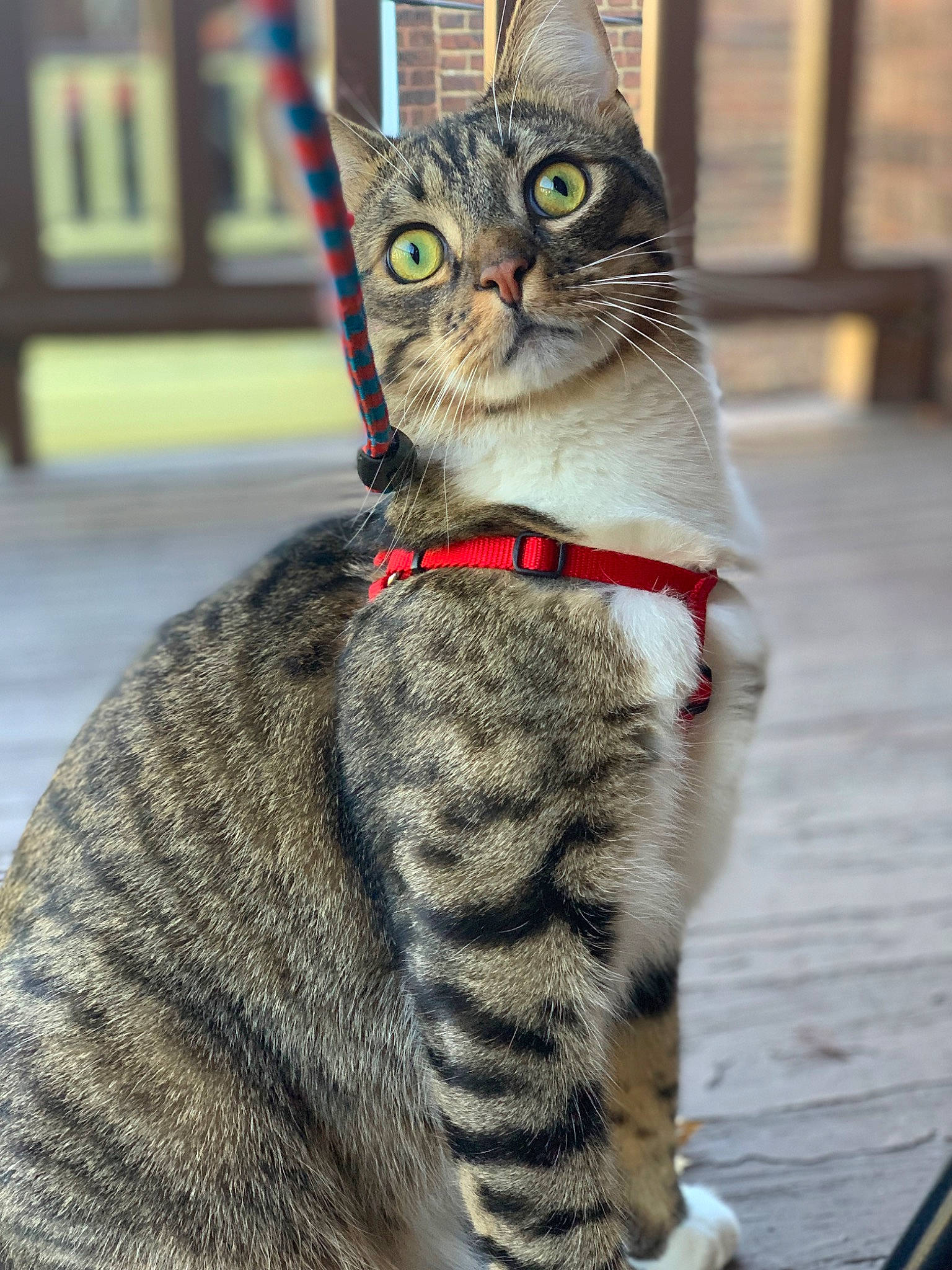 B O O T S joined the competition — help win amazing prizes! carnivore, cat, claw, collar, domestic_short_haired_cat, felidae, fur, leash, paw, pet_supply, sitting, small_to_medium_sized_cats, snout, tail, terrestrial_animal, tree, water, whiskers, wildlife