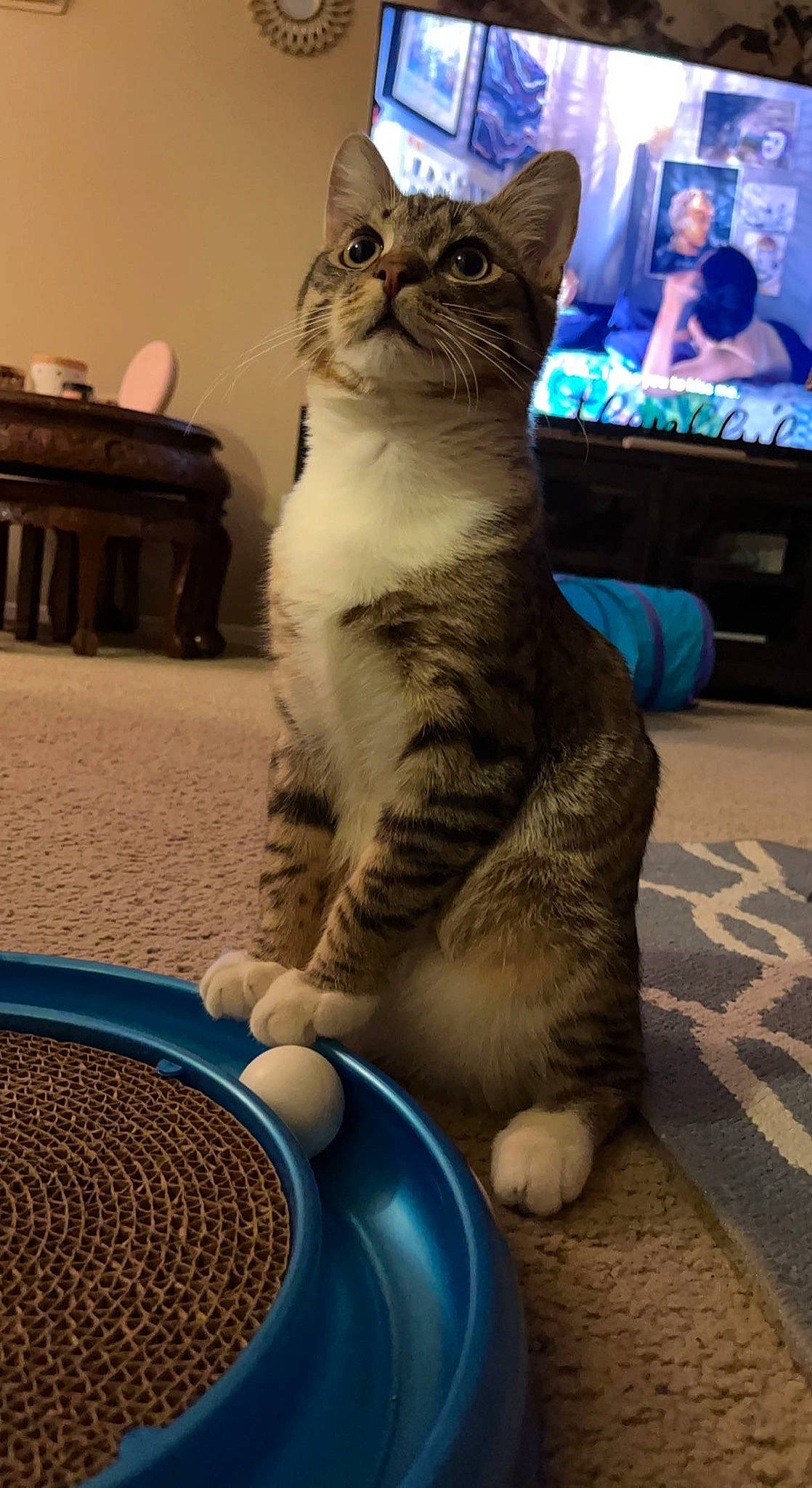 B O O T S joined the competition — help win amazing prizes! carnivore, cat, circle, dishware, display_device, electric_blue, felidae, foot, fur, human_leg, led_backlit_lcd_display, serveware, sitting, small_to_medium_sized_cats, tableware, tail, television, terrestrial_animal, whiskers