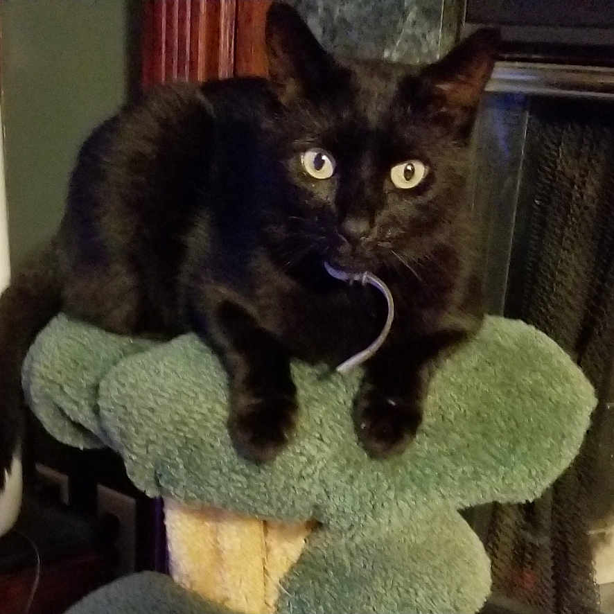 Olive joined the competition — help win amazing prizes! abyssinian, animal, art, blackcat, cat, collage, computerhardware, electronics, face, hardware, head, indoors, kitten, manx, monitor, person, pet, plush, screen, text