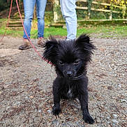 Oréo participe au concours pour gagner de l'argent avec cette photo : black_fur, casual_shoes, collar, curious, dog, ears, fluffy, gravel, greenery, jeans, leash, nature, outdoor, path, person, pet, puppy, small_dog, trees, walking
