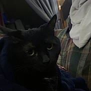 Jinx joined the competition — help win amazing prizes! black_cat, cat, blanket, couch, plaid, indoor, pet, animal, feline, cozy, dark, low_light, curtains, fairy_lights, resting, domestic, fur, whiskers, ears, home