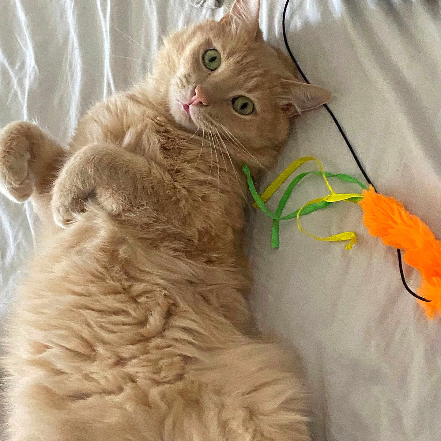 Simba participe au concours pour gagner de l'argent avec cette photo : animal, bed, cat, curious, cute, domestic_pet, feather_toy, feline, fluffy, fur, ginger_cat, green_eyes, indoor, lying_down, pet, playful, relaxed, soft, toy, whiskers