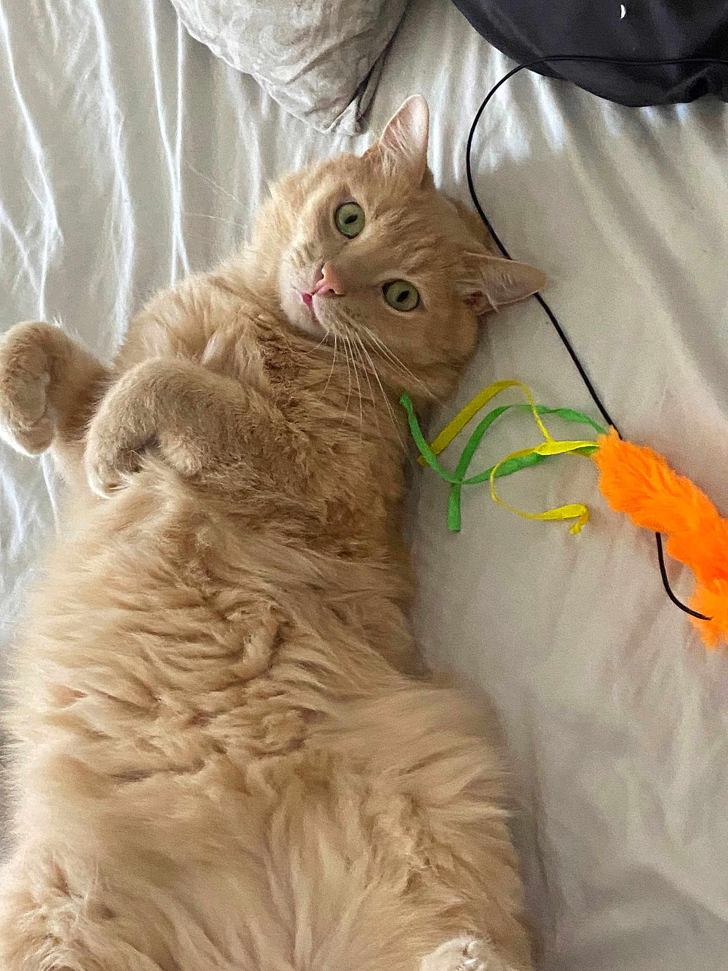 Simba participe au concours pour gagner de l'argent avec cette photo : cat, ginger_cat, fluffy, pet, bed, toy, feather_toy, indoor, curious, lying_down, green_eyes, whiskers, soft, feline, cute, relaxed, playful, animal, fur, domestic_pet