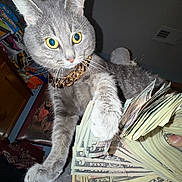 London joined the competition — help win amazing prizes! cat, gray_cat, money, cash, currency, gold_chain, indoor, feline, pet, paw, fan_of_cash, domestic_animal, currency_notes, collar, furry, whiskers, eyes, portrait, animal, table