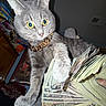 cat, gray_cat, money, cash, currency, gold_chain, indoor, feline, pet, paw, fan_of_cash, domestic_animal, currency_notes, collar, furry, whiskers, eyes, portrait, animal, table