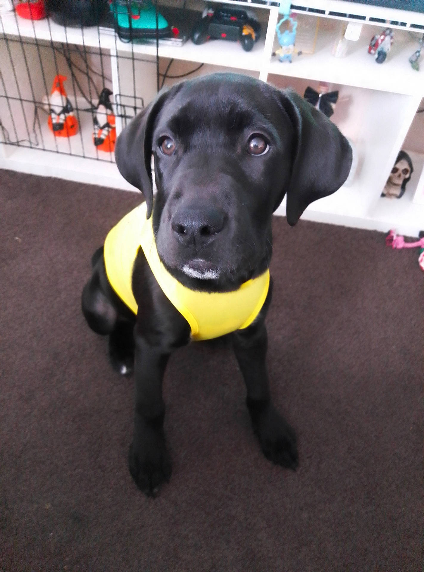 Kaiser is registered to the contest to win money with this photo: animal, attention, black_dog, carpet, companion, curious, cute, dog, domestic_animal, floor, home_interior, indoor, pet, portrait, puppy, shelving_unit, sitting, toys, yellow_vest, young_dog