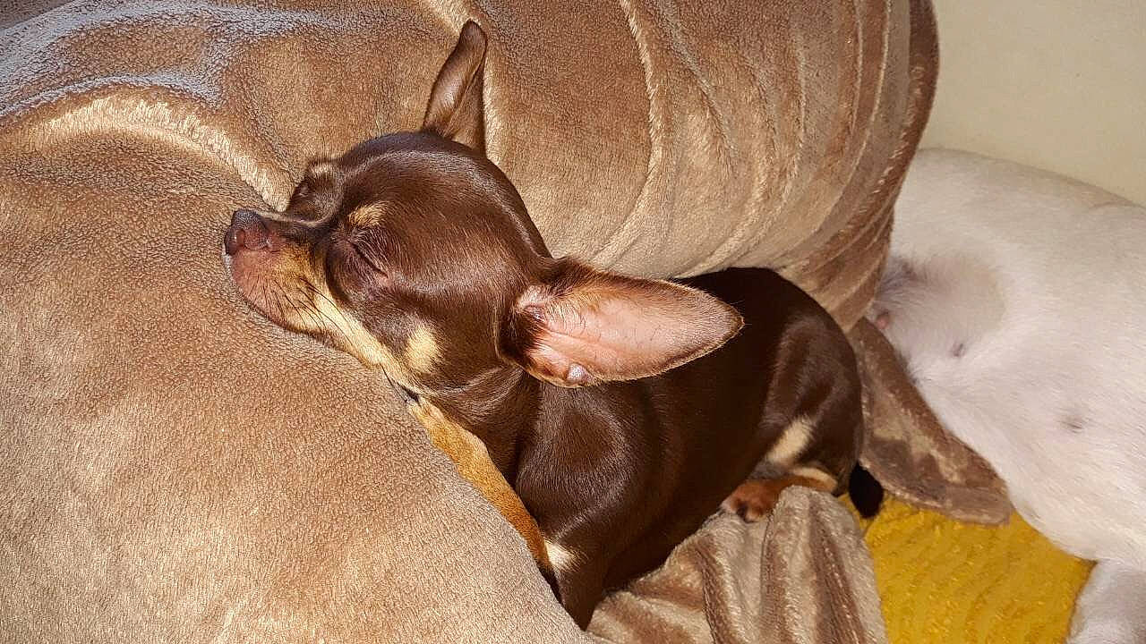 Mylla a rejoint le concours — aidez-le/la à gagner de superbes lots ! brown, canidae, carnivore, companion_dog, dobermann, dog, dog_breed, ear, fawn, liver, mammal, pinscher, prazsky_krysarik, puppy, russkiy_toy, toy_dog, vertebrate