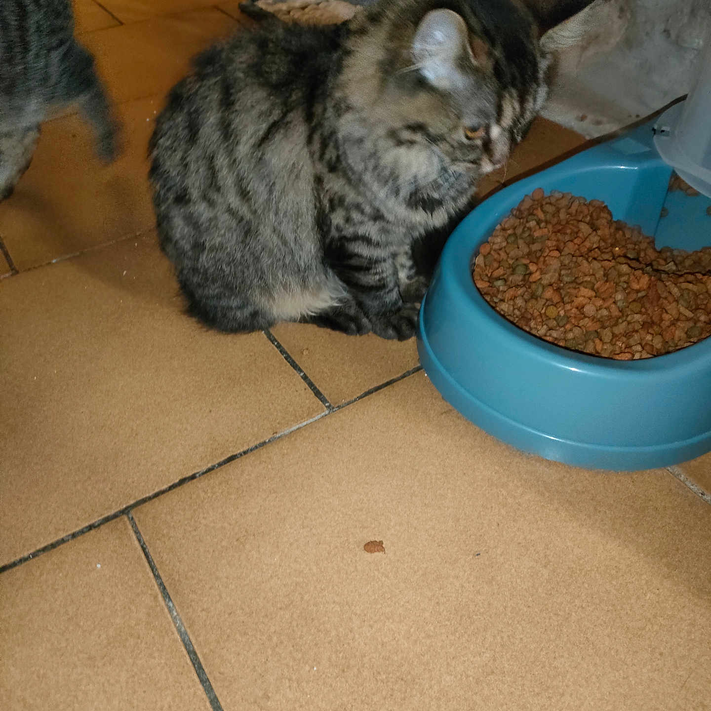 Maya a rejoint le concours — aidez-le/la à gagner de superbes lots ! abyssinian, animal, bean, bowl, breakfast, cat, flax, food, hardwood, kitten, lentil, manx, oatmeal, pet, plant, plywood, pottedplant, produce, vegetable, wood