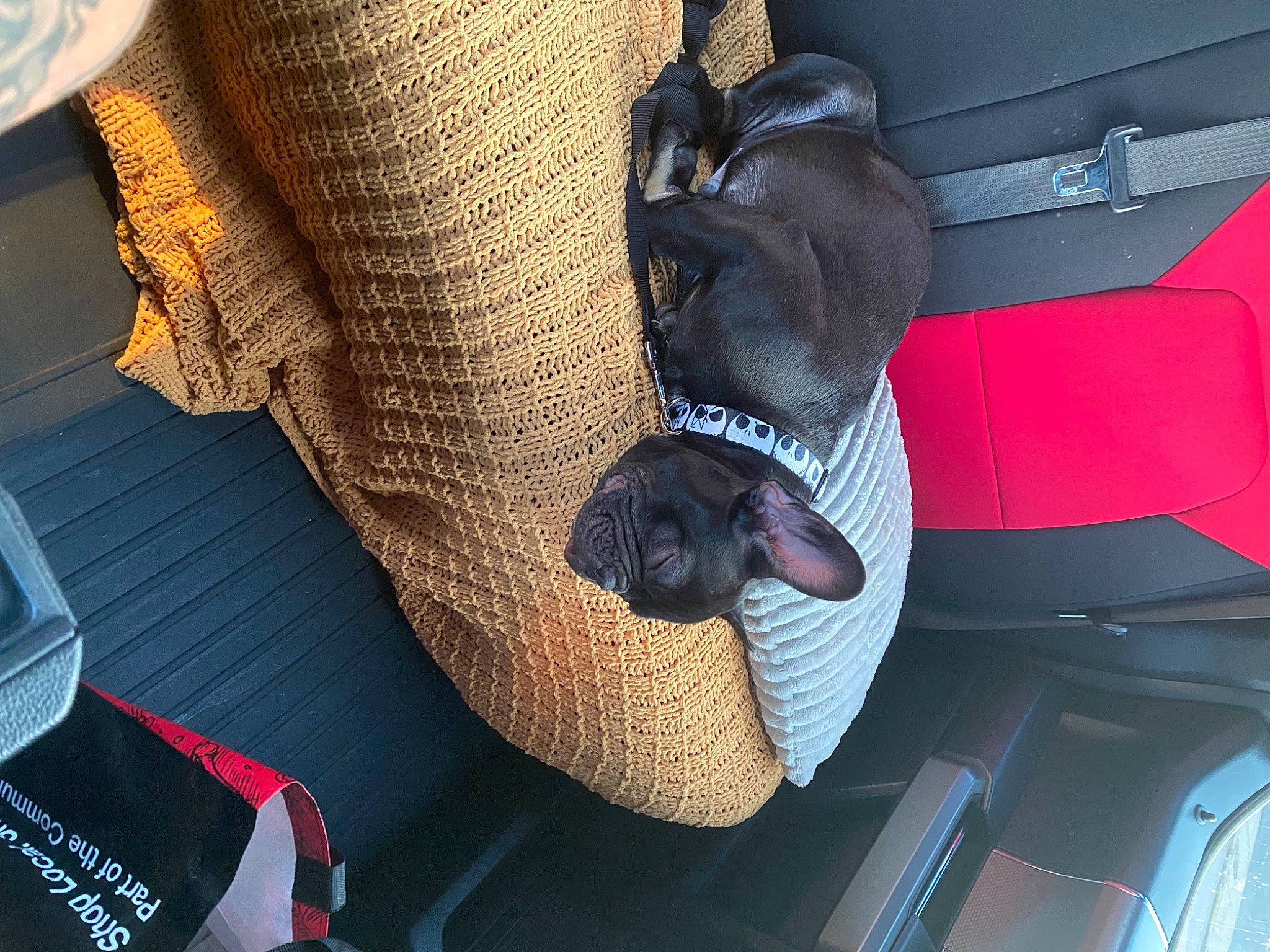 Buddha joined the competition — help win amazing prizes! armrest, auto_part, automotive_exterior, car_seat, car_seat_cover, carnivore, comfort, companion_dog, dog, dog_breed, electric_blue, eyewear, fawn, head_restraint, human_leg, leg, sitting, thigh, vehicle_door, vertebrate