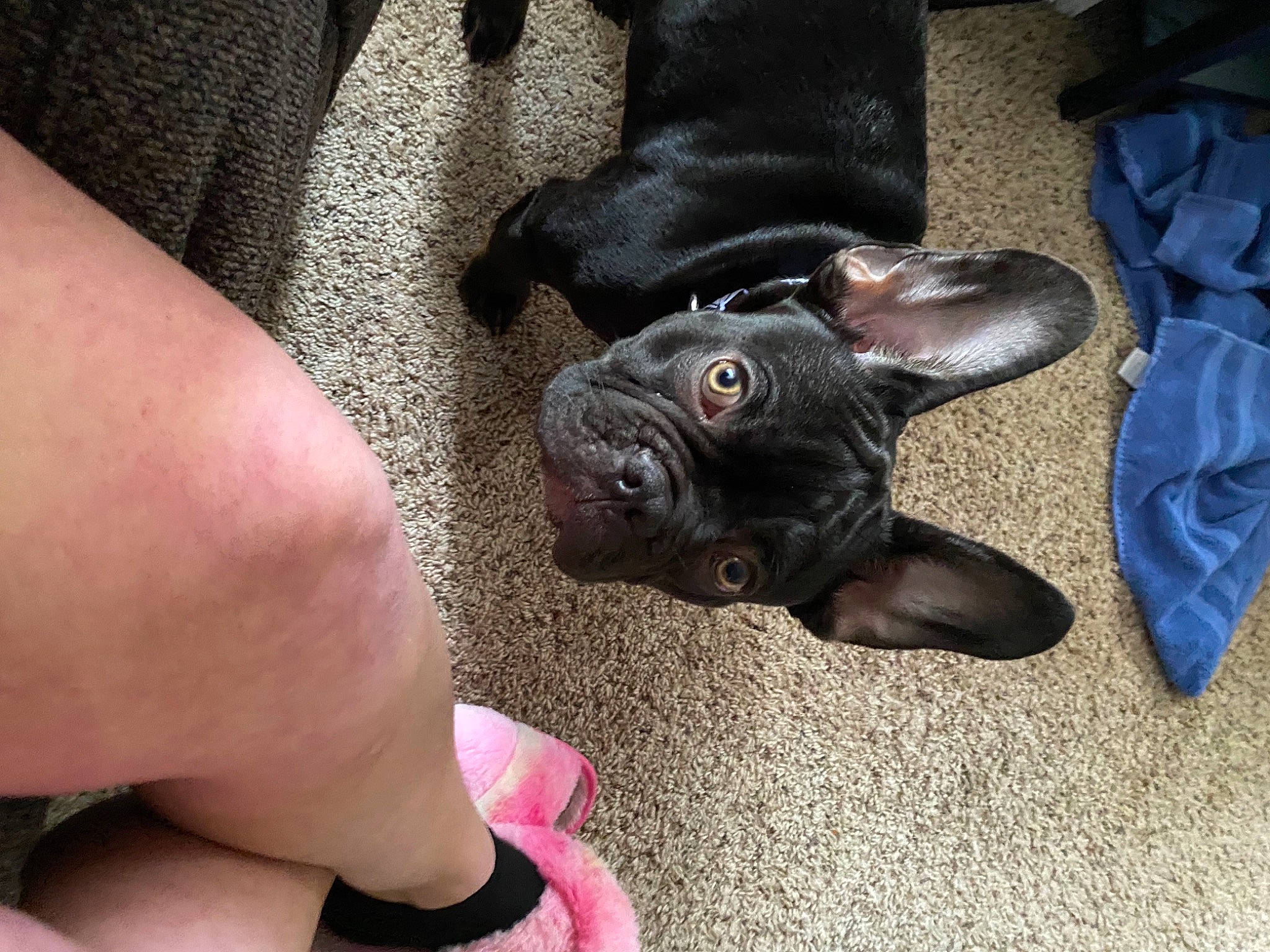 Buddha is registered to the contest to win money with this photo: carnivore, comfort, companion_dog, dog, dog_breed, ear, fawn, finger, foot, gesture, human_leg, nail, paw, snout, tail, thumb, toy_dog, whiskers, working_animal, wrinkle