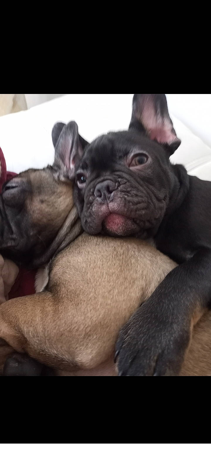 Buddha is registered to the contest to win money with this photo: bulldog, canidae, carnivore, companion_dog, dog, dog_breed, ear, fawn, french_bulldog, fur, molosser, paw, pug, snout, sporting_group, terrestrial_animal, toy_dog, whiskers, working_animal, wrinkle