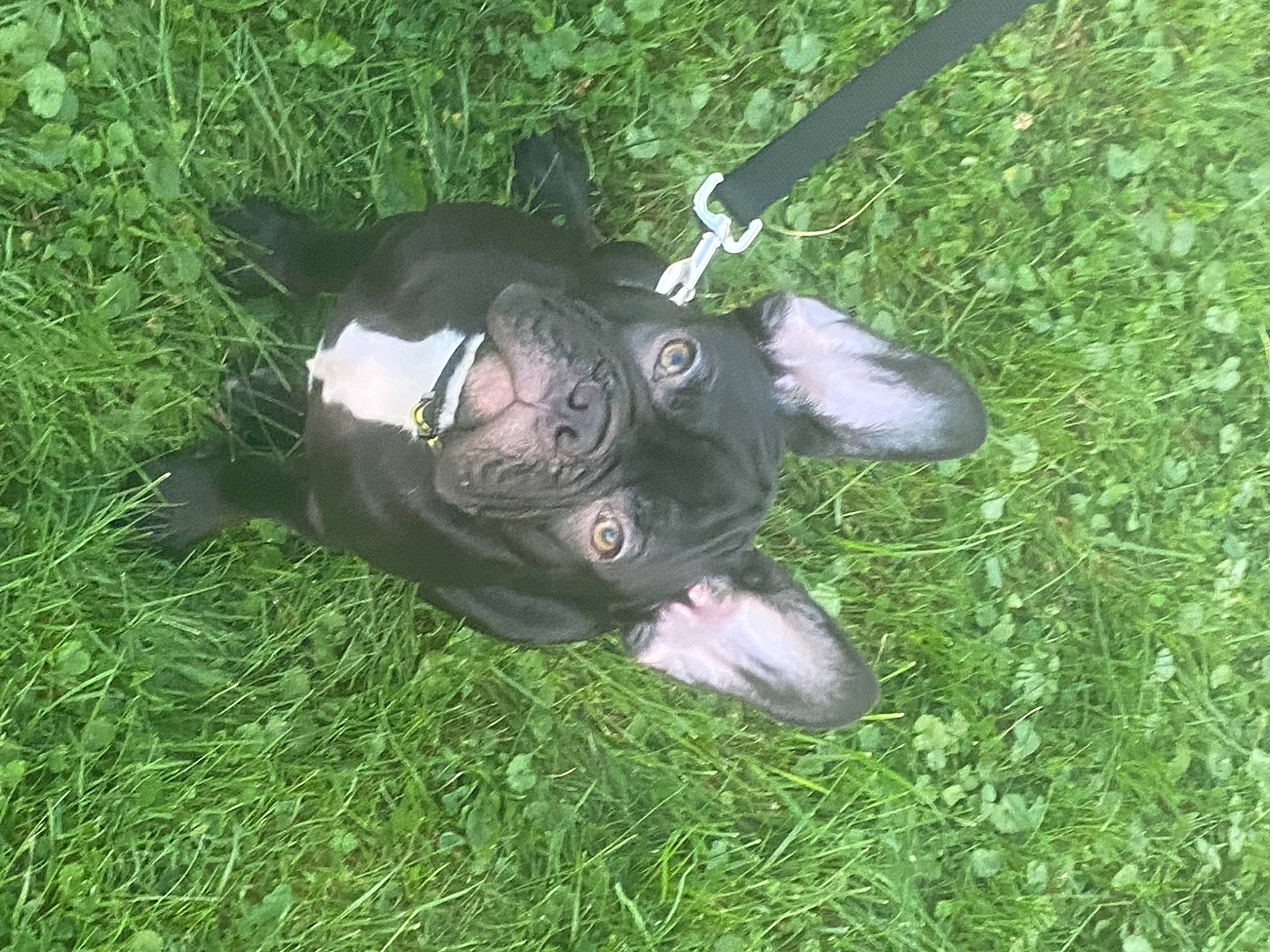 Buddha joined the competition — help win amazing prizes! canidae, dog_breed, fish, grass, grassland, groundcover, lawn, personal_protective_equipment, plant, recreation, shotgun, sporting_group, tail, terrestrial_animal, toy