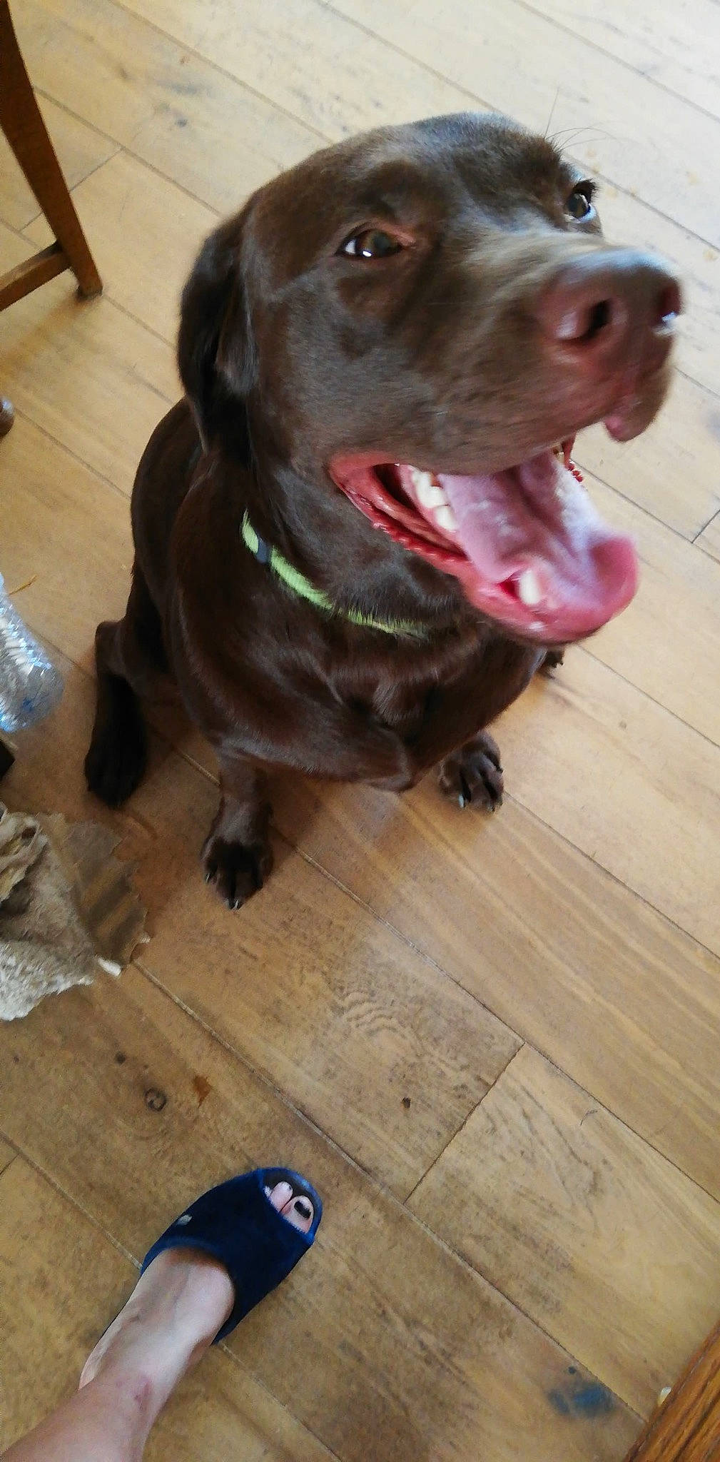 Drogo a rejoint le concours — aidez-le/la à gagner de superbes lots ! borador, canidae, carnivore, collar, companion_dog, dog, dog_breed, dog_collar, fawn, floor, flooring, fur, hardwood, liver, snout, varnish, whiskers, wood, wood_stain, working_animal