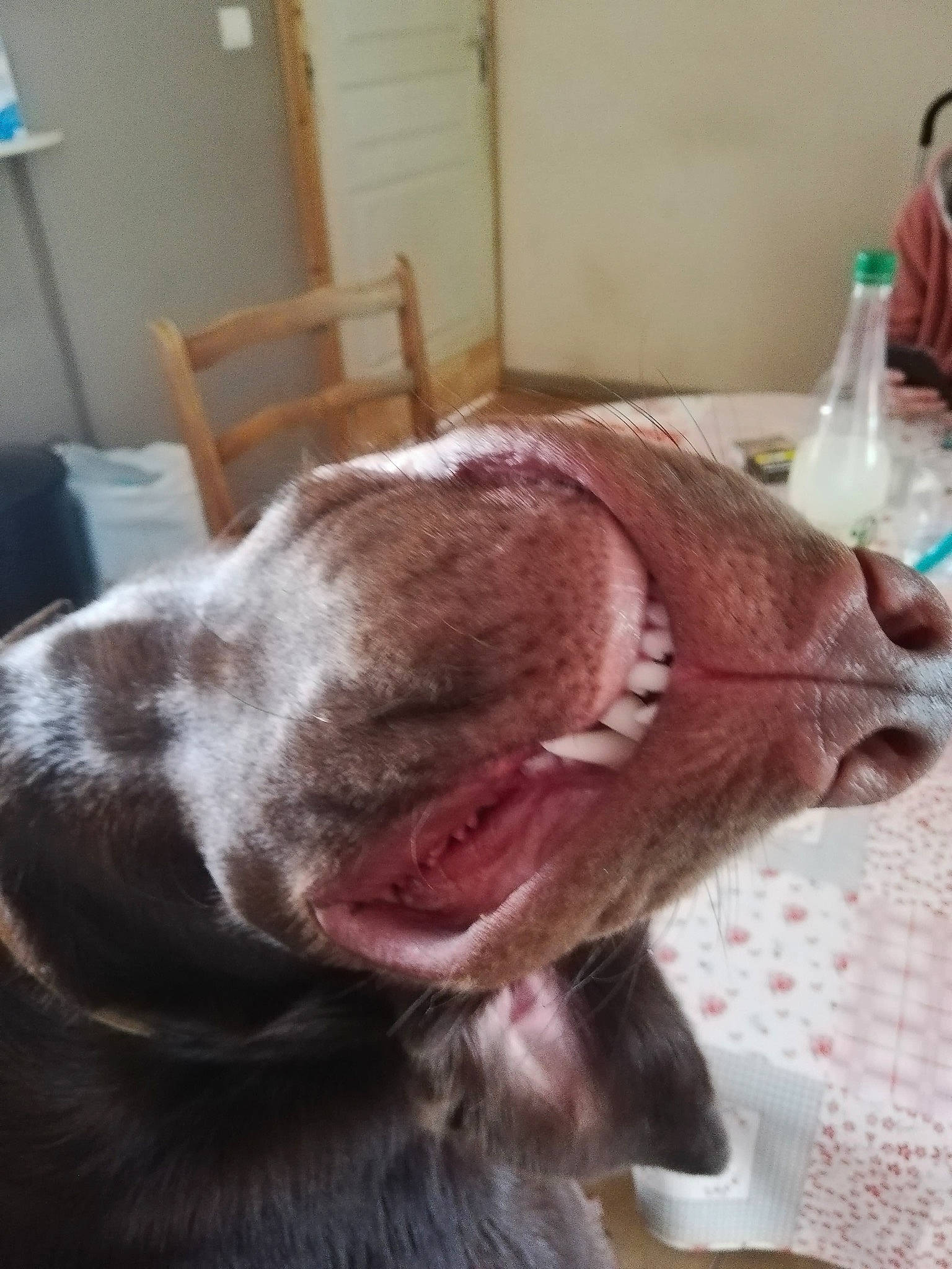 Drogo participe au concours pour gagner de l'argent avec cette photo : canidae, carnivore, collar, companion_dog, dog, dog_breed, domestic_short_haired_cat, ear, fang, fawn, felidae, fur, gesture, jaw, liver, small_to_medium_sized_cats, snout, sporting_group, whiskers, yawn