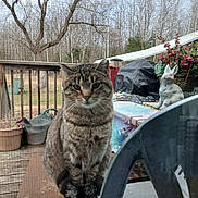 Sophie is registered to the contest to win money with this photo: cat, tabby_cat, pet, animal, portrait, sitting, outdoor, patio, deck, chair, garden, potted_plants, trees, bare_branches, ceramic_statue, table, furniture, gray_fur, striped_fur, looking_at_camera