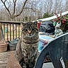 cat, tabby_cat, pet, animal, portrait, sitting, outdoor, patio, deck, chair, garden, potted_plants, trees, bare_branches, ceramic_statue, table, furniture, gray_fur, striped_fur, looking_at_camera