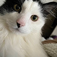 Larry is registered to the contest to win money with this photo: cat, close_up, fluffy, black_and_white, green_eyes, pink_nose, whiskers, fur, pet, animal, indoor, curious, face, portrait, cute, soft, blurred_background, domestic, feline