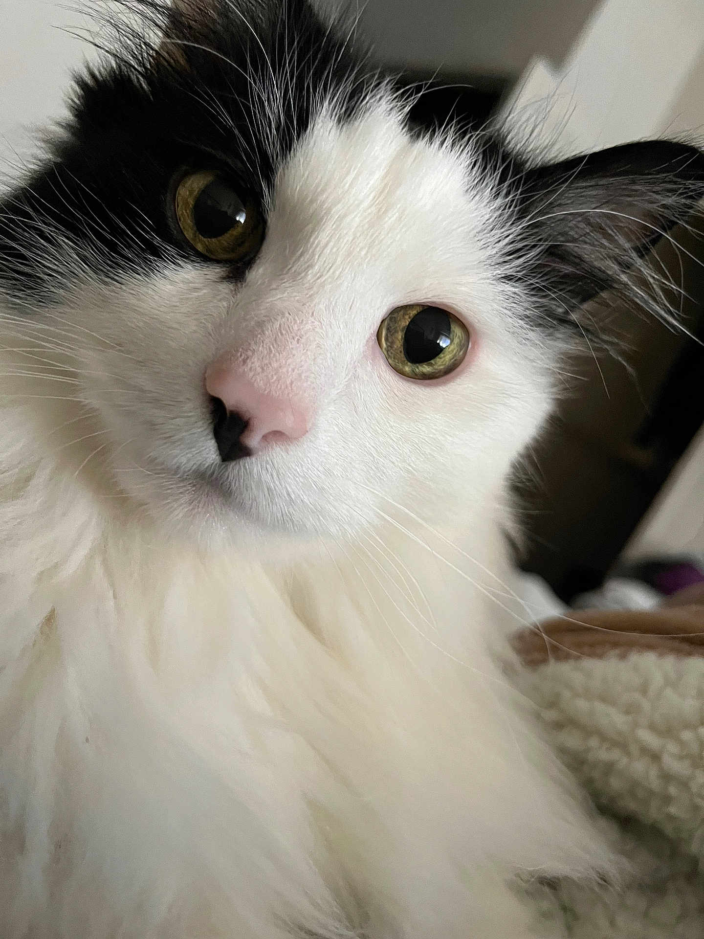 Larry is registered to the contest to win money with this photo: cat, close_up, fluffy, black_and_white, green_eyes, pink_nose, whiskers, fur, pet, animal, indoor, curious, face, portrait, cute, soft, blurred_background, domestic, feline