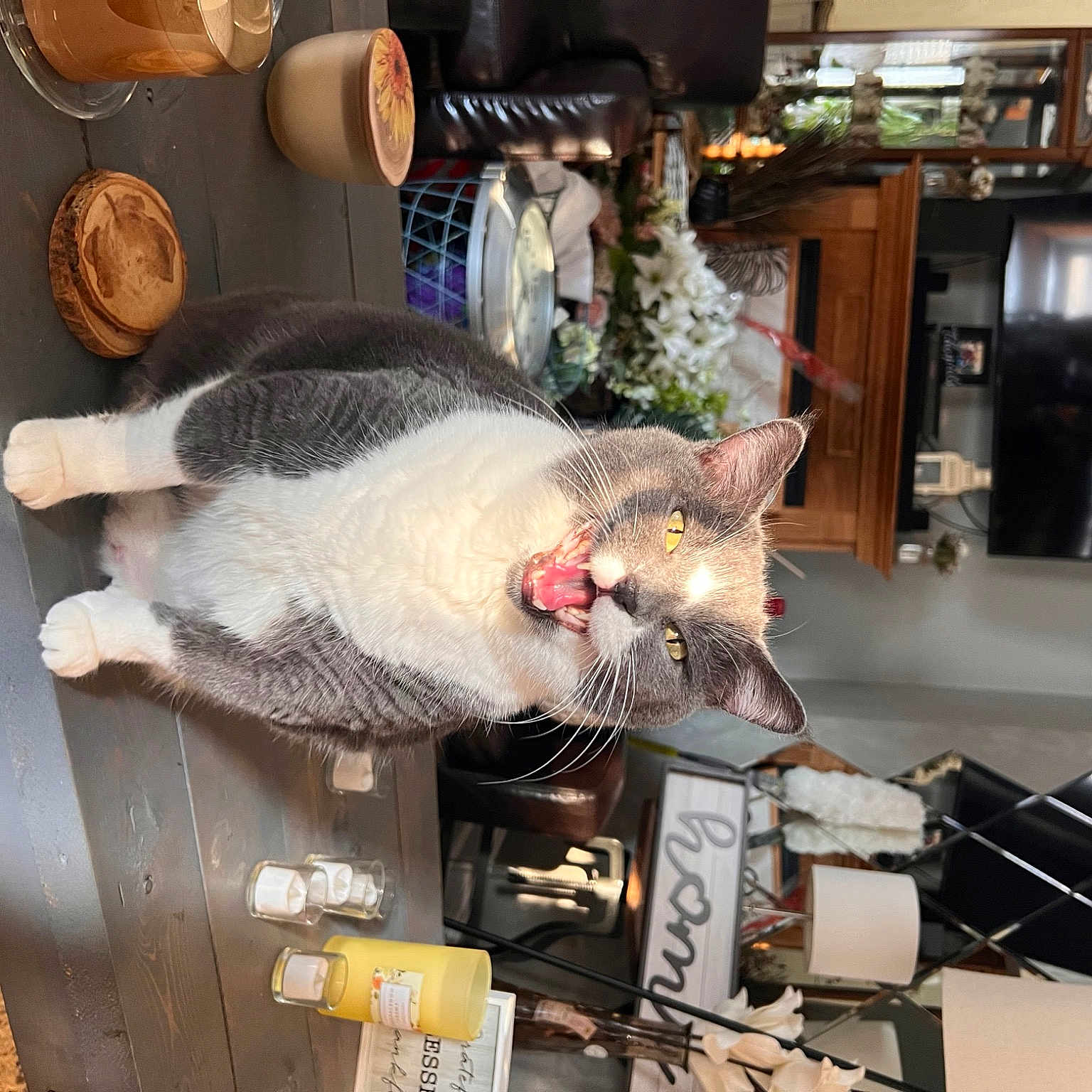 Ashes is registered to the contest to win money with this photo: canidae, carnivore, cat, domestic_short_haired_cat, felidae, fish, food, fur, gas, houseplant, machine, picture_frame, plant, small_to_medium_sized_cats, snout, sporting_group, tail, television, vertebrate, whiskers