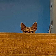 Beans joined the competition — help win amazing prizes! dog, stairs, carpet, peeking, ears, brown, indoor, wall, blue_wall, canine, pet, animal, home, curious, face, snout, quiet, watching, house, furniture