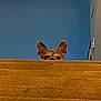 dog, stairs, carpet, peeking, ears, brown, indoor, wall, blue_wall, canine, pet, animal, home, curious, face, snout, quiet, watching, house, furniture