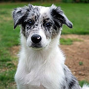 Orphée a rejoint le concours — aidez-le/la à gagner de superbes lots ! australian_shepherd, border_collie, carnivoran, companion_dog, dog, dog_breed, dog_breed_group, dog_like_mammal, koolie, miniature_australian_shepherd, rare_breed_dog, snout, welsh_sheepdog