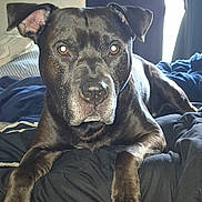 Kaine is registered to the contest to win money with this photo: dog, black_dog, pet, indoor, bed, blanket, curtain, window, animal, canine, fur, paw, laying_down, resting, looking_at_camera, domestic_animal, mammal, portrait, companion, house
