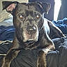 dog, black_dog, pet, indoor, bed, blanket, curtain, window, animal, canine, fur, paw, laying_down, resting, looking_at_camera, domestic_animal, mammal, portrait, companion, house