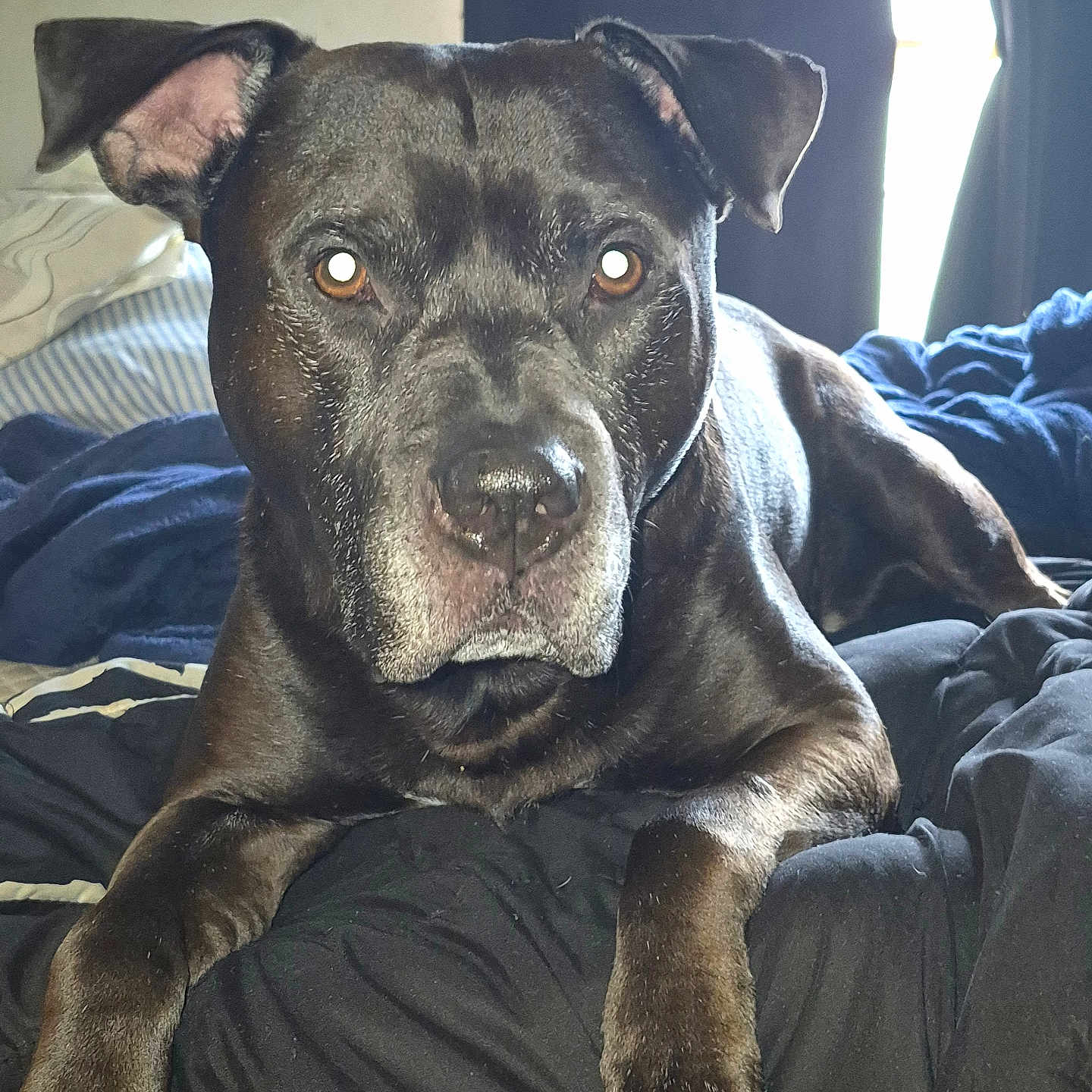 Kaine is registered to the contest to win money with this photo: dog, black_dog, pet, indoor, bed, blanket, curtain, window, animal, canine, fur, paw, laying_down, resting, looking_at_camera, domestic_animal, mammal, portrait, companion, house