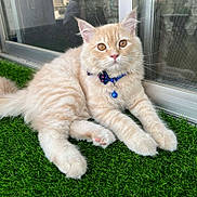 Toto joined the competition — help win amazing prizes! animal, artificial_grass, bell, bow_tie, cat, collar, cream_colored, curious, cute, domestic_cat, feline, fluffy, glass_door, grass, indoor, paws, pet, reflection, relaxed, whiskers