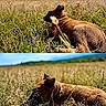 Beauty participe au concours pour gagner de l'argent avec cette photo : dog, brown_dog, grass, field, outdoor, nature, sunlight, blue_sky, animal, canine, pet, collar, relaxing, sniffing, summer, greenery, wildflowers, peaceful, daytime, mammal
