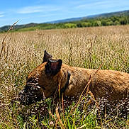 Beauty participe au concours pour gagner de l'argent avec cette photo : dog, brown_dog, field, grass, plants, outdoor, nature, sunlight, blue_sky, collar, canine, animal, peaceful, scenery, summer, meadow, lying_down, wild_grass, daytime, landscape