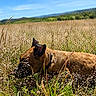 dog, brown_dog, field, grass, plants, outdoor, nature, sunlight, blue_sky, collar, canine, animal, peaceful, scenery, summer, meadow, lying_down, wild_grass, daytime, landscape
