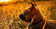 Beauty participe au concours pour gagner de l'argent avec cette photo : dog, sunset, field, grass, nature, outdoor, animal, sunlight, golden_hour, peaceful, canine, collar, clouds, sky, landscape, wildflowers, relaxing, profile, warm_colors, scenic