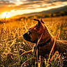 dog, sunset, field, grass, nature, outdoor, animal, sunlight, golden_hour, peaceful, canine, collar, clouds, sky, landscape, wildflowers, relaxing, profile, warm_colors, scenic