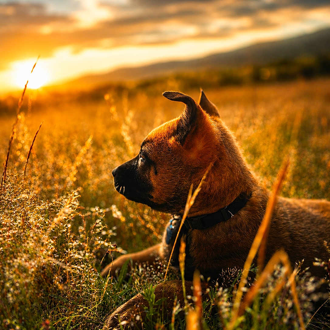 Beauty participe au concours pour gagner de l'argent avec cette photo : dog, sunset, field, grass, nature, outdoor, animal, sunlight, golden_hour, peaceful, canine, collar, clouds, sky, landscape, wildflowers, relaxing, profile, warm_colors, scenic